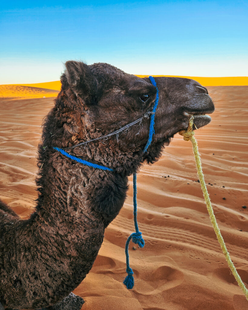 dromedario marocco deserto